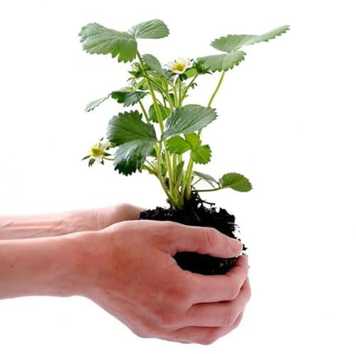 Planta NATURAL premium de Fresas Ideal para Crear un Jardín Lleno de Sabor
