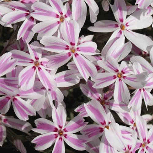 Phlox subulata 'Candy Stripe' 12cm Pot Size