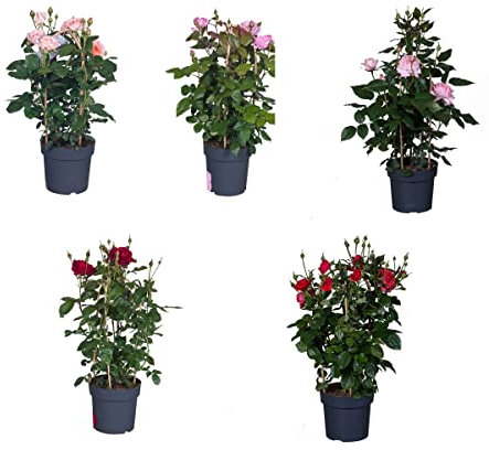 Rosales Miniatura 5 Unidades de Plantas Naturales con Flores de Colores Rosal Mini para Terraza y Jardín