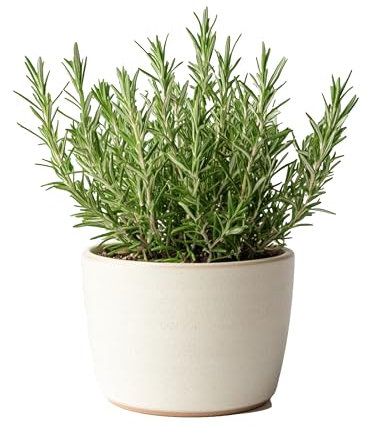 Myoshome - Planta de Romero con Maceta Plástico, Planta Natural Ideal para Huerto Urbano, Plantas Naturales de Interior y Exterior, Plantas Aromáticas. Romero (Rosemary Plant - Rosmarinus).