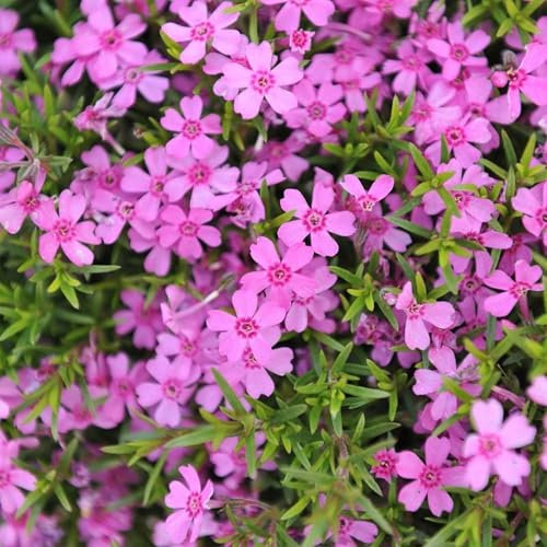 Pianta vera di Phlox subulata Zwergenteppich - Diametro Vaso Ø 10 cm