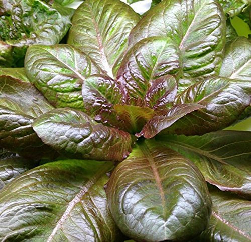 1000 laitue romaine-Rouge d'Hiver graines pollinisées NON ouvert OGM biologique