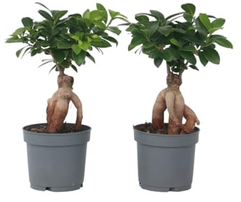 Plant in a Box - Bonsaï Ficus Ginseng - Set de 4 - Plante d'intérieur - Pot 12cm - Hauteur 30-40cm