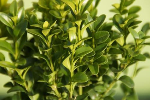 Buxus Sempervirens (Bosso) – Arbusto Sempreverde in Vaso 18 cm, Ideale per Siepi, Bordure o Topiaria, Crescita Lenta e Longevità, Foglie Verdi Brillanti