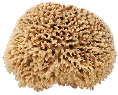 The Natural Sea Sponge, 7 to 8-Inch, Wool