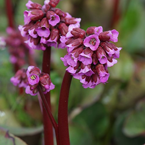Blumixx Stauden Bergenia Hybride 'Admiral' - Bergenie, im 1,0 Liter Topf, kirschrot blühend