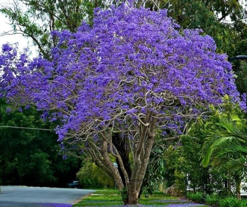 Vivaio Garden Forest Jacaranda mimosifolia – Albero Glicine Ornamentale in Vaso18 cm, H 130 cm – Pianta da Esterno a Crescita Rapida con Fiori Lilla, Ideale per Giardini, Viali e Alberature