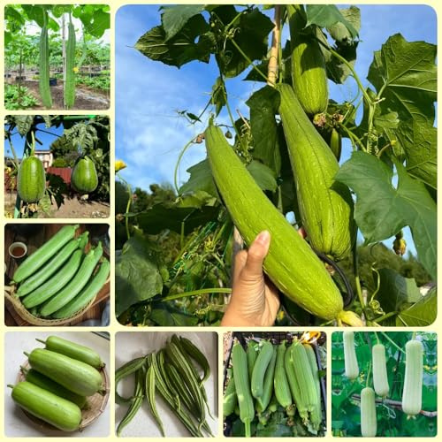 Semillas de luffa orgánicas, semillas de invierno Semillas de pepino luffa, organicas 50pcs
