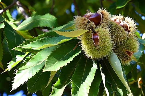 gruenwaren jakubik Esskastanie Castanea sativa 170-180 cm, Kastanie, Kastanienbaum Pflanze