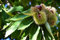 gruenwaren jakubik Esskastanie Castanea sativa 170-180 cm, Kastanie, Kastanienbaum Pflanze
