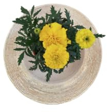 Tagete en Flor Amarillo DECOALIVE – Belleza Natural para Balcones y Jardines
