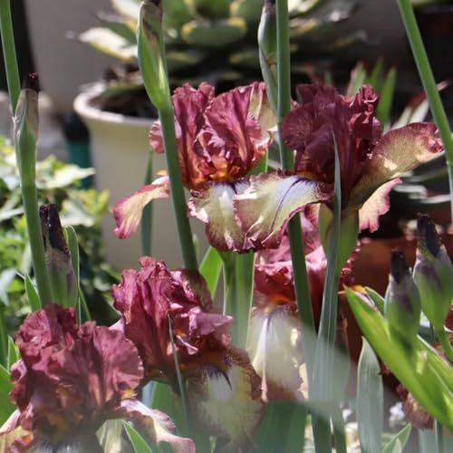Semillas de iris - perenne Iris tectorum - de balcón resistentes semillas de jardín orgánicas raras 300pcs