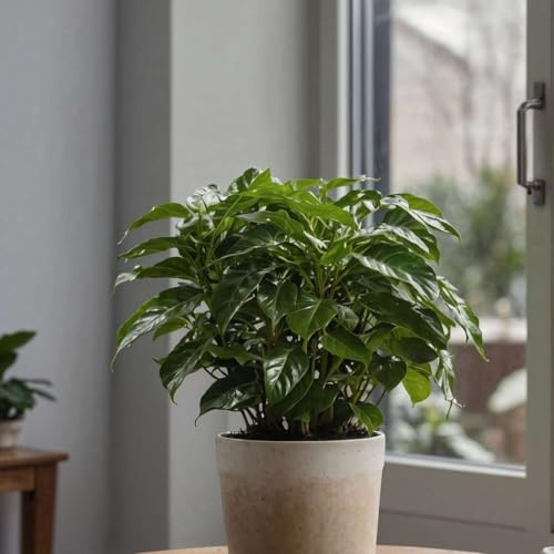 Coffea Arabica - Kaffeplanta - 25-40cm - Ø12cm - Krukväxt - Vintergrön