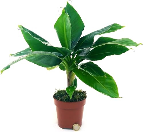 Bananera + 50cm de Altura Planta Natural Árbol Vivo