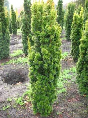 Säuleneibe Taxus baccata Fastigiata Aureomarginata 70-80 cm hoch m. Ballen