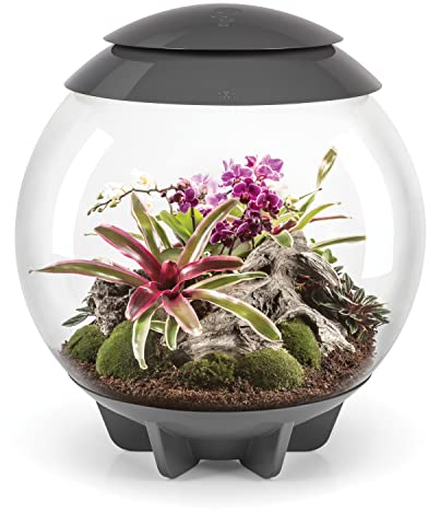 biOrb 46148 biOrb AIR 60 grau - automatisiertes Terrarium zur bequemen Pflege exotischer Pflanzen, LED-Beleuchtung, 60 l Fassungsvermögen