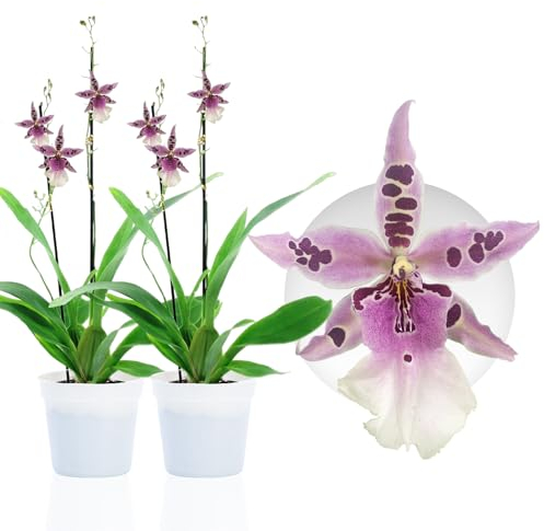 Echte Beallara Peggy Ruth Orchideen. 2 große Zimmerpflanzen aus Holland. 30-40 cm hoch mit Blüten und leicht duftend.(keine künstliche Orchidee, ohne Dünger und Topf, kein Samen und nicht winterhart)