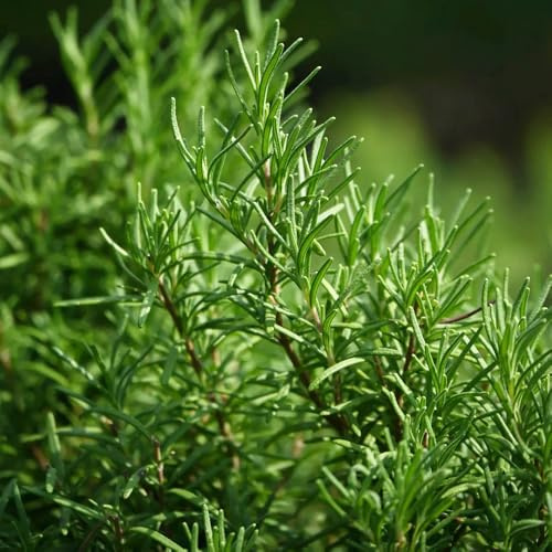 semi di rosmarino resistente all'inverno - per il giardino decorazione del soggiorno, per balcone 300pcs