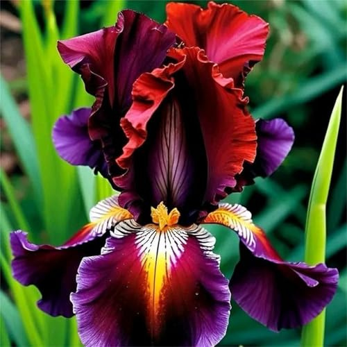 Iris Rizomi Perenni, Resistenti al Freddo e Fioriti, Facili da Coltivare per Giardini e Balconi Solari-6bulbi-A