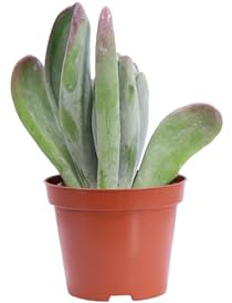 eGarden.store - Pianta vera di Kalanchoe Thyrsiflora Red Lips | Altezza: 10 cm - Diametro vaso: 8 cm | Succulenta ornamentale da coltivare all'interno per arredare casa o ufficio