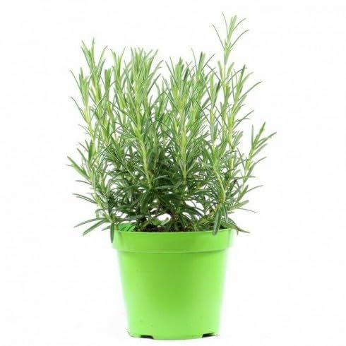 Romarin érigé 6 plantes en pot Ø14 cm