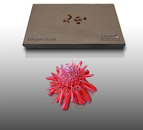 10 graines à semer - Le Grenier dAbonsance - ROSE De Porcelaine - Etlingera Elatior (pink)