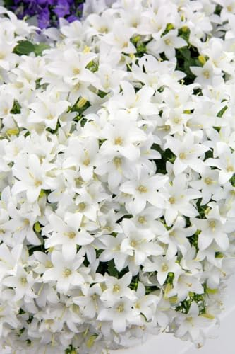 Campanula cochleariifolia 'White Baby' ca. 9x9 cm Topf - Zwerg-Glockenblume, weiße Blüten, Blütezeit Juni-August, ideal für Steingärten, pflegeleicht und winterhart