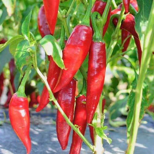 Plant World Seeds - Pepper Balalaika Seeds (Pepper Seeds)