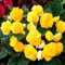 3 Pack of Double Yellow Begonia Bulbs – Vibrant Sunny Flowers – Perennial Summer Blooms – Perfect for Your Stunning Garden, Designed for UK Climate