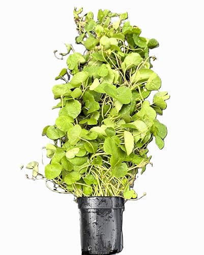 WASSERPFLANZEN WOLFF - MUTTERPFLANZE Brasilianischer Wassernabel/Hydrocotyle leucocephala mit dekorativen Rankenzügen und Wasserwurzeln