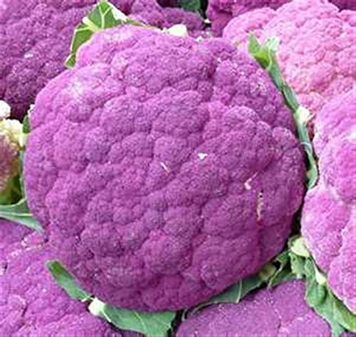 Italian Heirloom Heritage Brassica Purple Violet Cauliflower Sicily 100 Seeds. Certified French Organic Grower