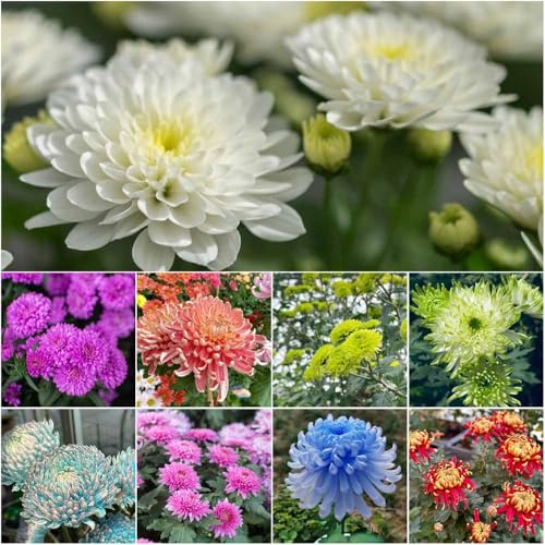chrysanthemen winterhart - zimmerpflanze wiesenblumen garten blumendeko schattenpflanzen winterharte kübelpflanzen gartenblumen mehrjährig winterhart gartensamen 400samen