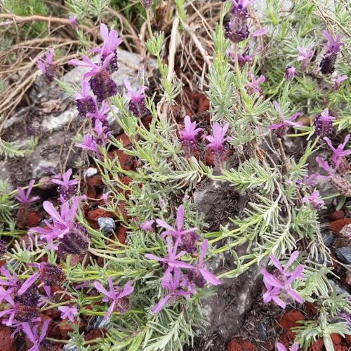 semi di lavanda biologici - per balconi tappezzante, resistenti all'inverno per il giardino decorazione soggiorno 200pcs