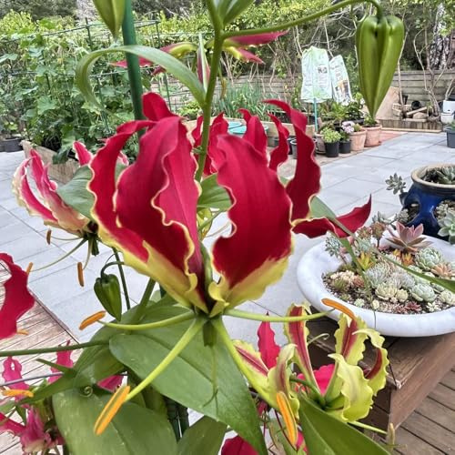 8Bulbi di giglio fiamma perenni, rare, decorazioni Gloriosa superba, precoce sono resistenti esotiche da balcone