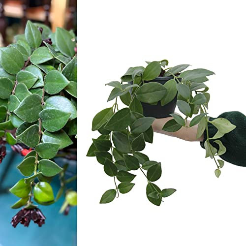 Aeschynanthus 'Mona Lisa' Lipstick Plant - Indoor Plant in 12cm Pot - Bright Red Flowers (1 Plant)