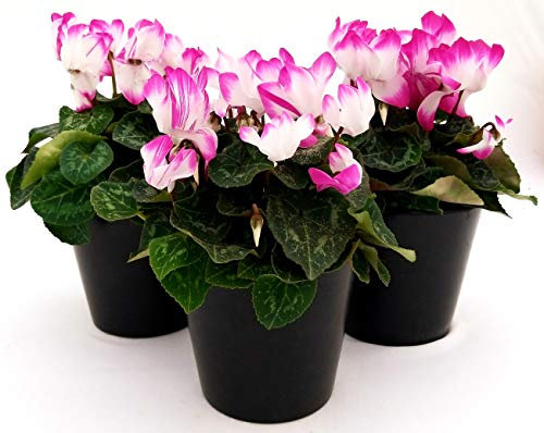 POWERS TO FLOWERS - CICLAMINO INDIAKA, 3 PIANTE, vaso 12cm, piante vere