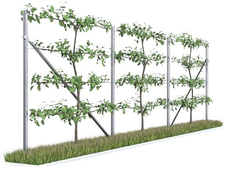 Kiwiri RANKI ™ - Supporto per piante rampicanti - Spalliera di standard da piantagione per vigne, kiwi, kiwifrutti, rose, clematidi, frutta da spalliera (3-campi (6 metri))