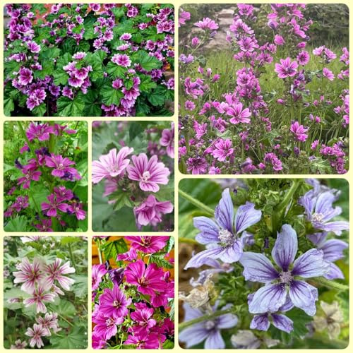 Semillas de malva, Las de jardín son perennes resistentes Semillas de Malva Silvestre, Malva Sylvestris 350pcs