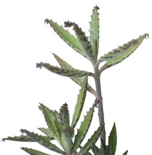 pianta grassa Kalanchoe pinnata pianta della vita succulenta da appartamento
