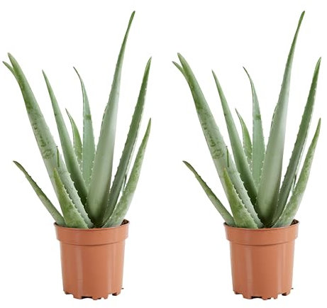 Bloomique - Set di 2 - Pianta di Aloe vera - Pianta da interno - Pianta grassa - Succulenta - Molto facile da curare - Alte 50-60 cm - Vaso 17 cm