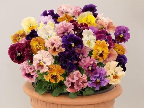 Stiefmütterchen 'Flamenco' (Viola Flameco) - mischfarben
