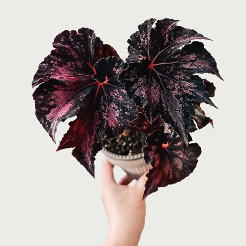 begonia giardino di interno begonie decorazione organica per balcone Decorazioni autunnali per un giardino resistente rampicanti, roccioso 75semi