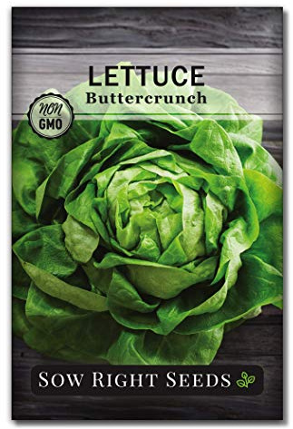 Sow Right Seeds - Buttercrunch Lettuce Seeds for Planting - Non-GMO Heirloom Packet with Instructions to Plant a Home Vegetable Garden - Outdoors or Hydroponics Indoors - Heat Tolerant Variety (1)
