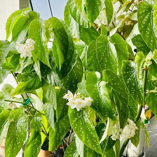 Begonie pendenti - semi biologici per esterno Giardino roccioso resistenti per il pieno sole recisi balcone rampicanti serre balcone 80semi