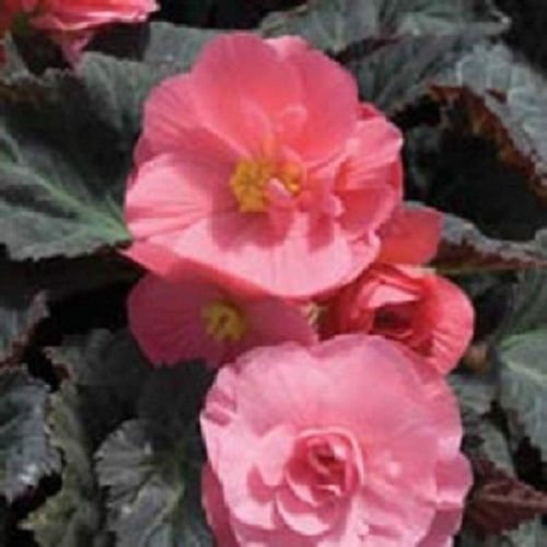 15 Semi Nonstop Begonia Rosa Il pellet