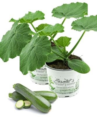 2er Set Zucchini Pflanze grün (Cucurbita pepo), Marktfrische Zucchini Pflanzen
