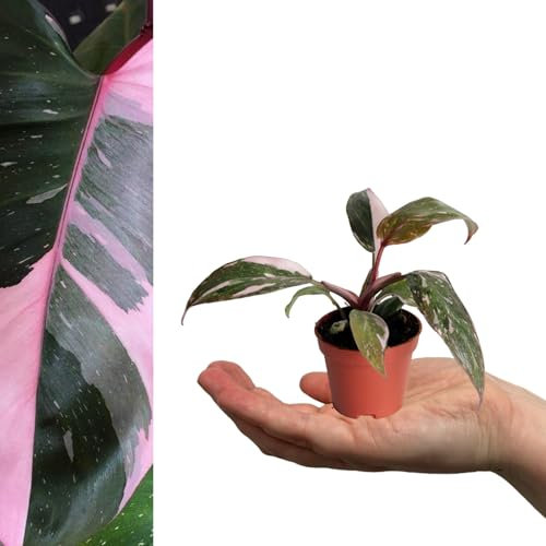 Carbeth Plants - 1 x Philodendron Pink Princess Mini Indoor Plant in 6cm Pot - Real Live Rare Blushing Philodendron - Unique Pink and Green Variegated Leaves - Easy to Care for Small Houseplant