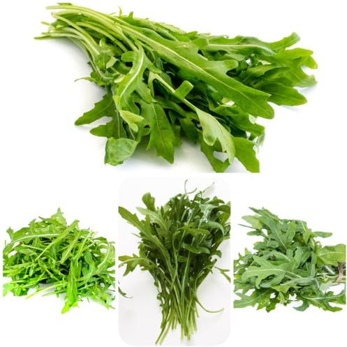 rucola bio exotische kletterpflanzen rucolasamen bio gemüsesamen alte sorten winterharte garten gemüsesamen gewächshaus balkon gemüsepflanzen gartenkräuter anzucht kletterpflanzen 350samen