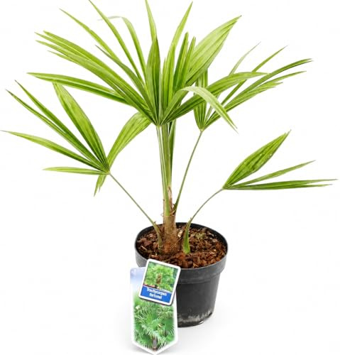 Palma cinese a ventaglio Trachycarpus fortunei pianta in vaso ø13 cm