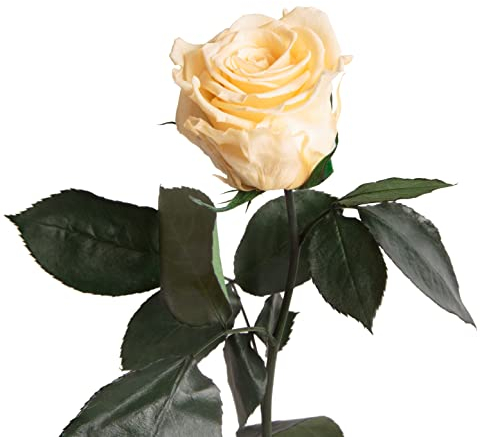 Ewige Rose Beige - 30-35 cm echte lange Rosen konserviert in Beige mit Rosenduft - Geschenke für Frauen und Landhausstil Deko Wohnaccessoires für 1 Blume Glasvase lang (Champagner)